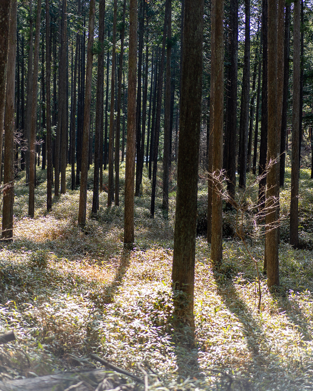 もりまち | 木に生かされてきたわたしたちができること