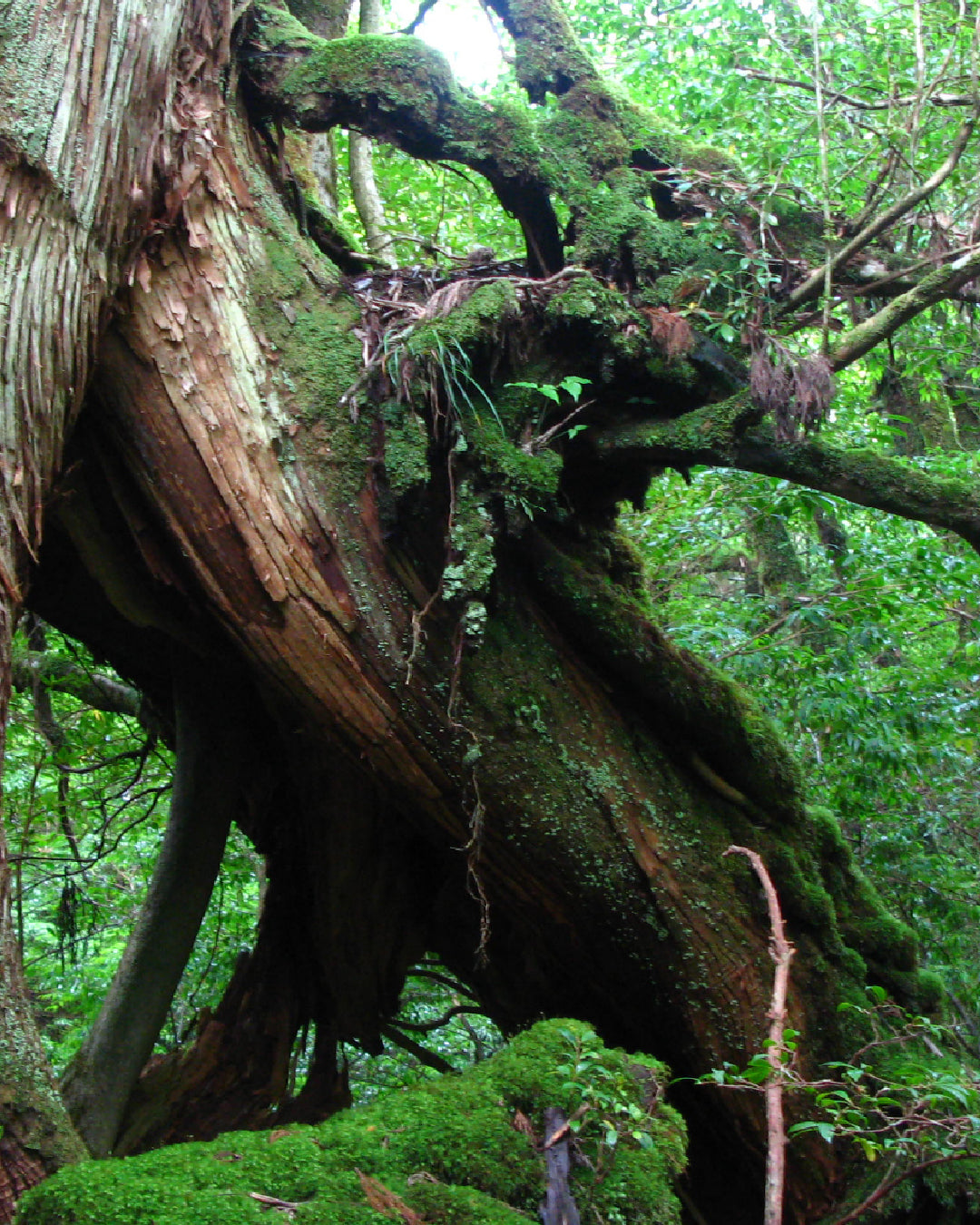 私たちについて