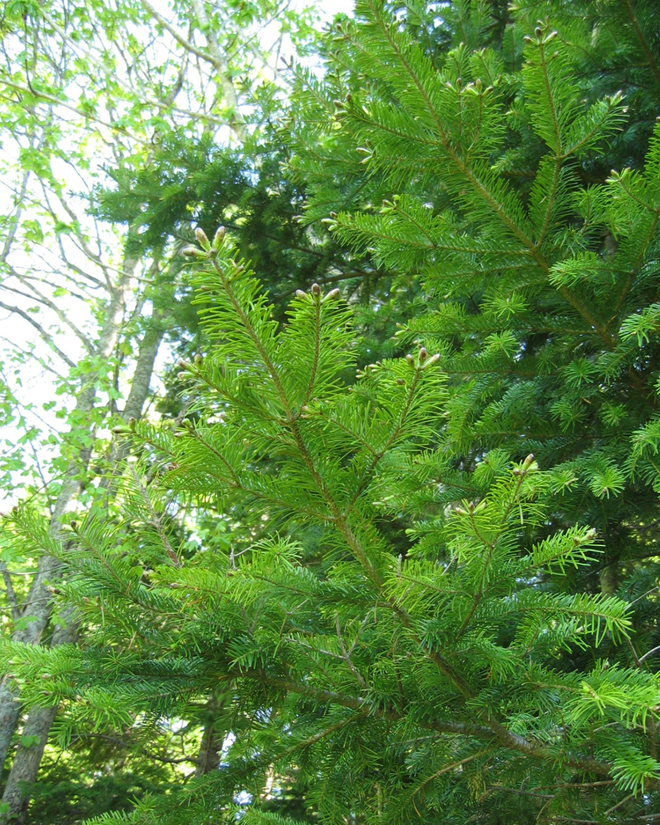 <GIFT SET>NALUQ|ハンドクリーム・リップバーム