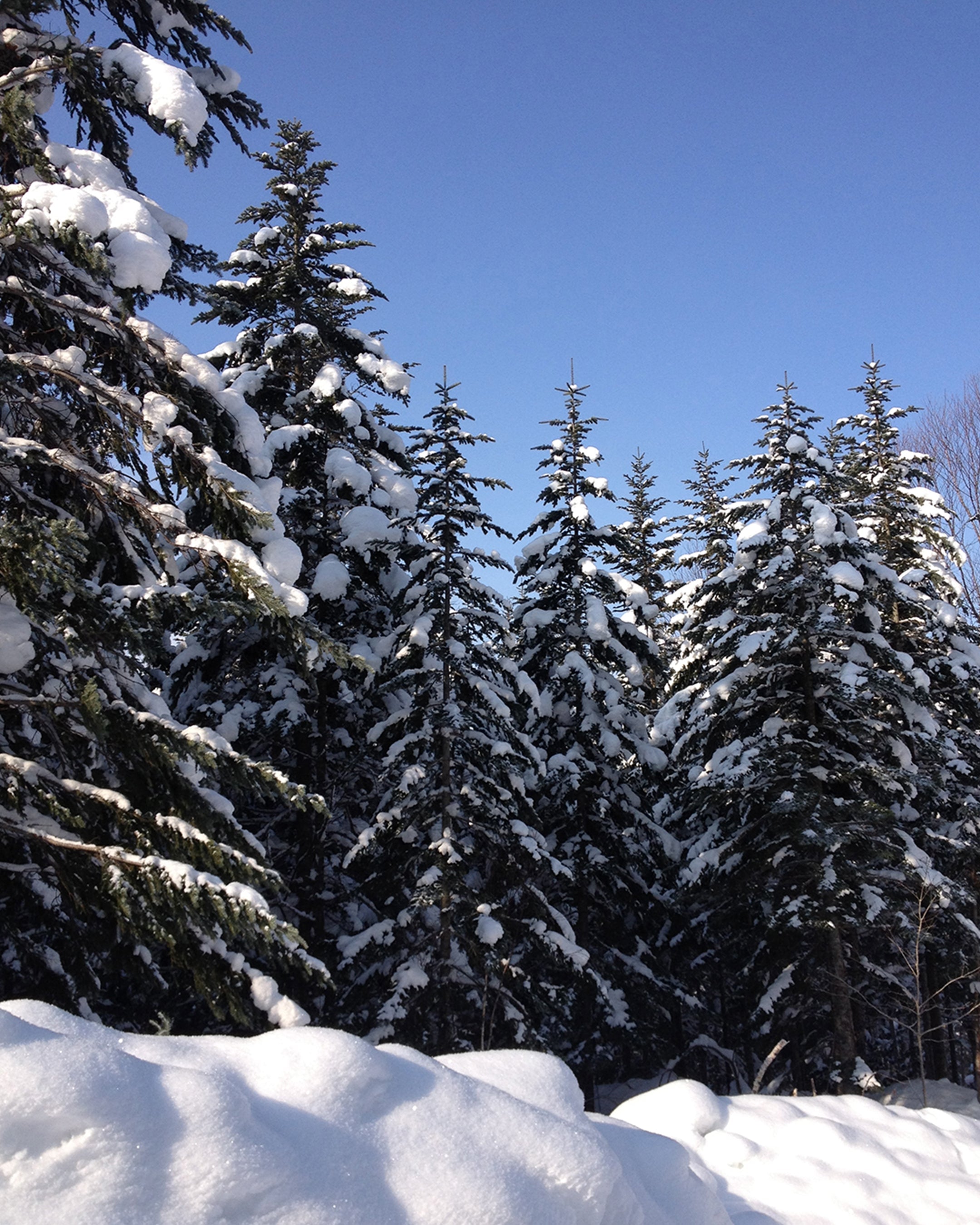 <GIFT SET>NALUQ / フプの森|リフレッシュセット