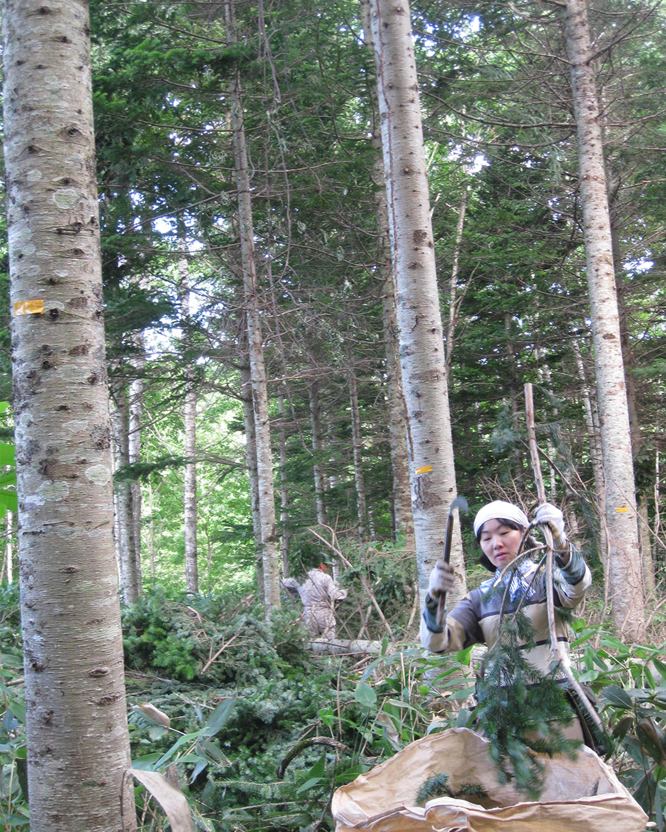 NALUQ|エッセンシャルオイル 北海道モミ