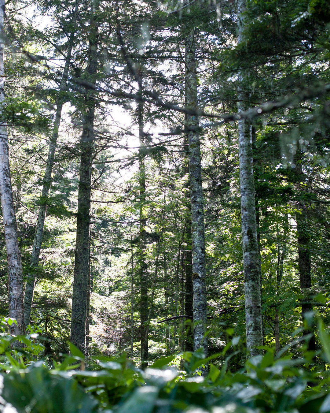 <GIFT SET>NALUQ|ハンドクリーム・リップバーム