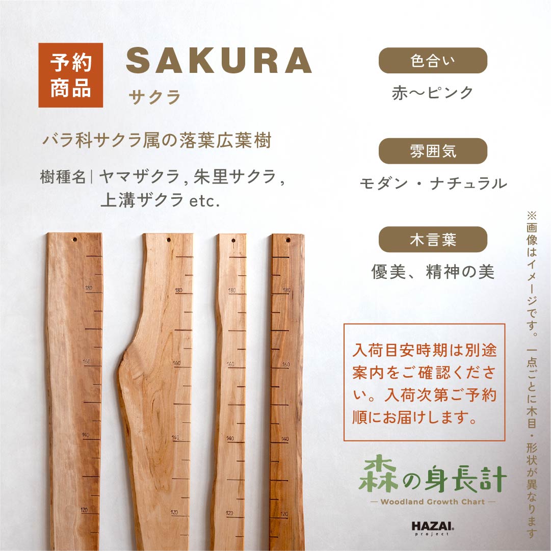 【耳付きご予約受付中】スタッフがセレクト｜ 森の身長計